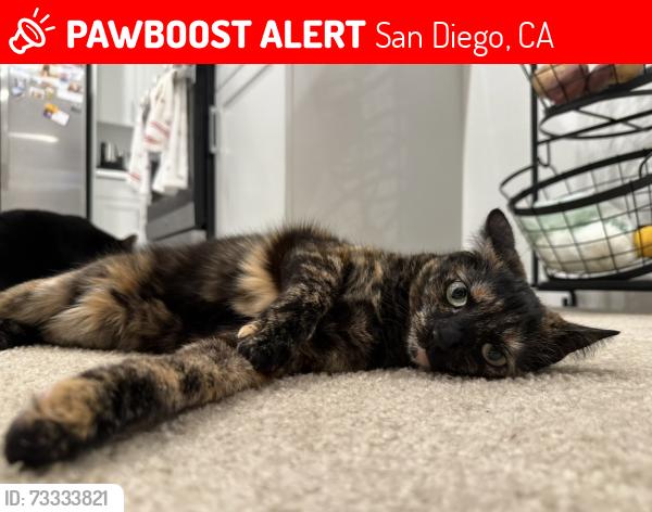 Lost Female Cat last seen Avenida De Las Vistas, San Diego, CA 92154