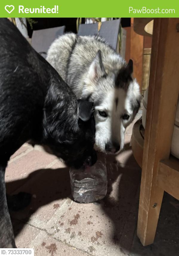 Reunited Unknown Dog last seen Chestnut & Aspen Ave, Mesa, AZ 85204