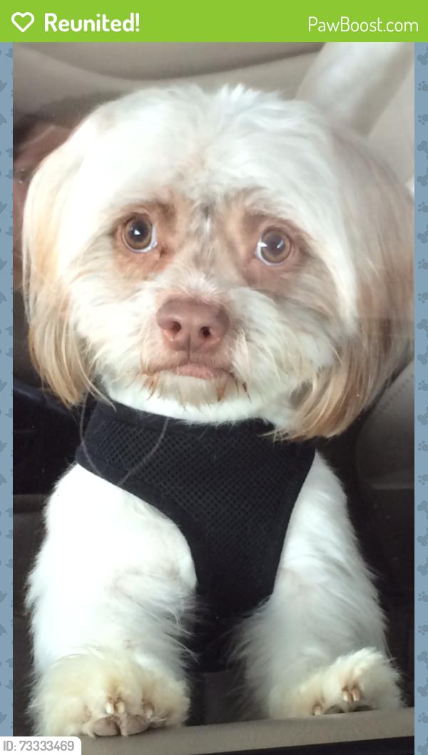 Reunited Male Dog last seen Arizona Street and Central Ave, Union City, CA 94587