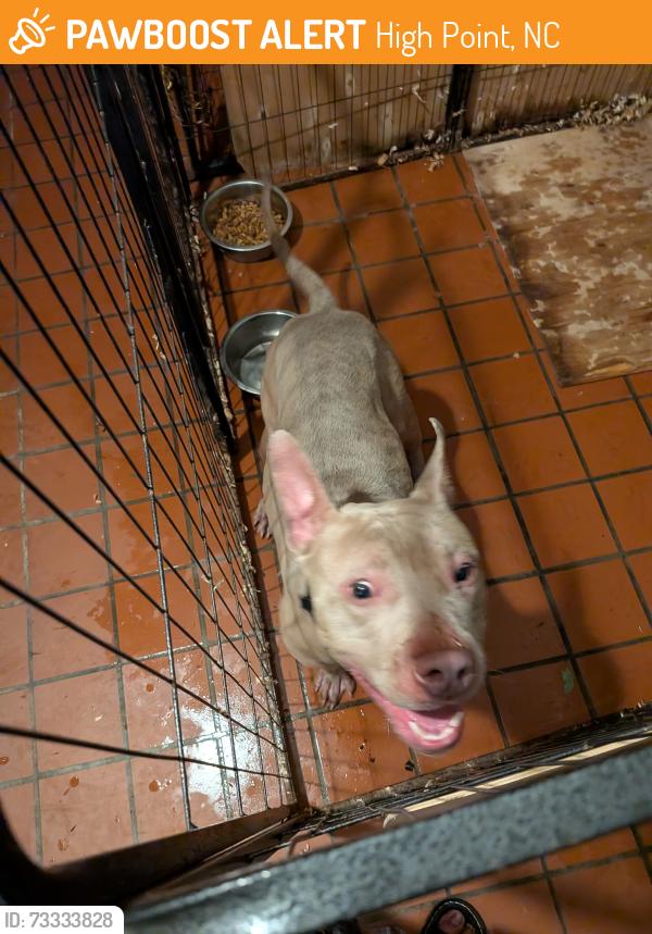 Found/Stray Male Dog last seen Brentwood Street and East Green drive, High Point, NC 27260