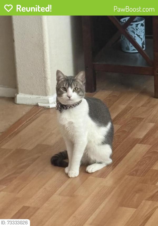 Reunited Female Cat last seen Near Newburn Ct, Beaumont, CA 92223, USA, Beaumont, CA 92223