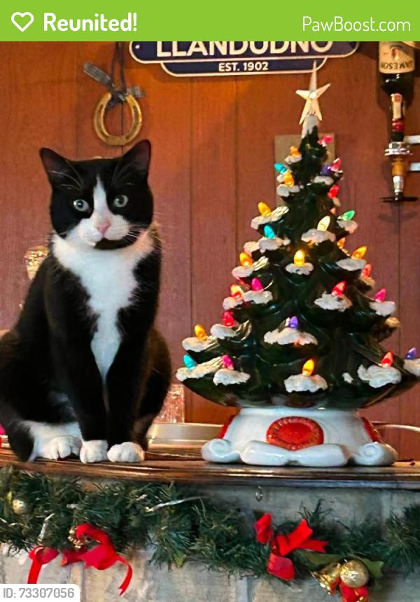 Reunited Male Cat last seen Mottram Road Hyde, , England SK14