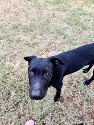 Found/Stray Male Dog last seen East 19th and 1729, Buffalo Springs, TX 79404