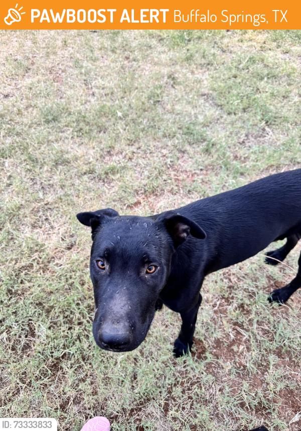 Found/Stray Male Dog last seen East 19th and 1729, Buffalo Springs, TX 79404