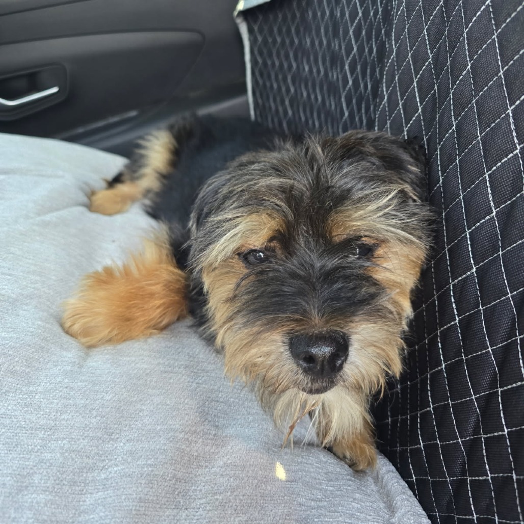 Shelter Stray Unknown Dog last seen , 14 Forever Friend Ln, Asheville, NC 28806, USA