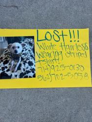 Lost Unknown Dog last seen Celeste St & Hazard Ave, Santa Ana, CA 92701