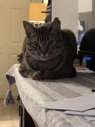 Lost Male Cat last seen Hillery dr Miramar college, San Diego, CA 92126