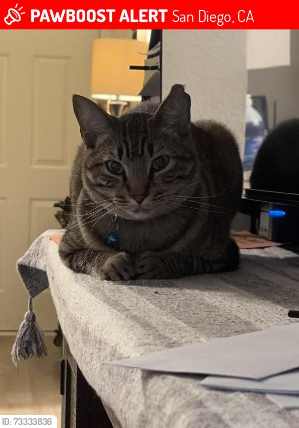 Lost Male Cat last seen Hillery dr Miramar college, San Diego, CA 92126