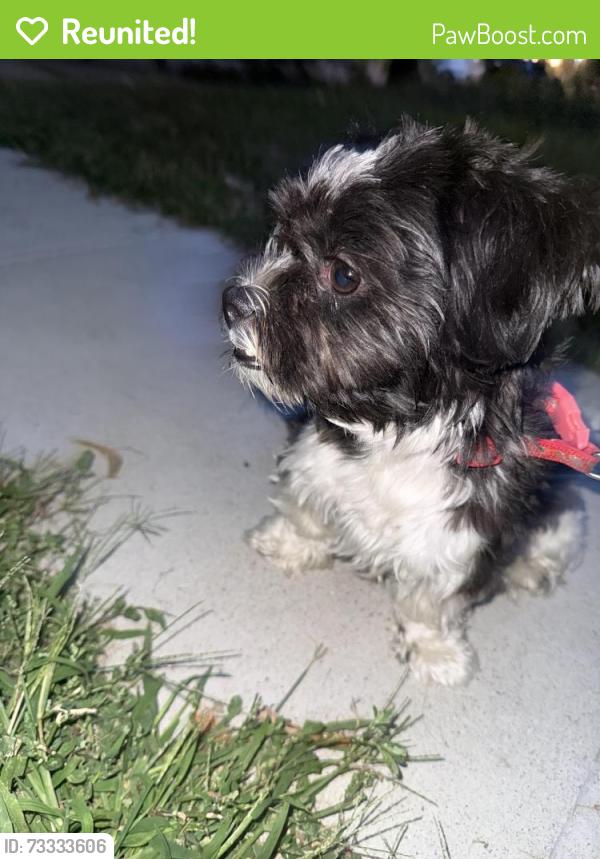 Reunited Male Dog last seen Bossen Field, Minneapolis, MN 55417