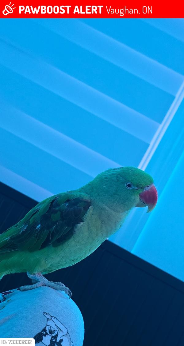 Lost Female Bird last seen Ozner crescent , Venice gate park, Vaughan, ON 