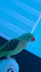 Lost Female Bird last seen Ozner crescent , Venice gate park, Vaughan, ON 