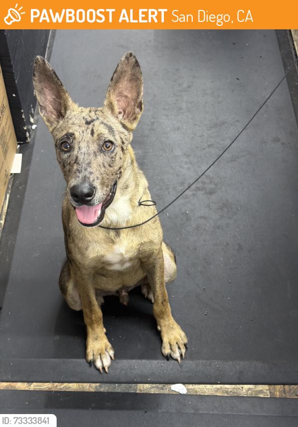 Found/Stray Male Dog last seen Logan and 45st, San Diego, CA 92113