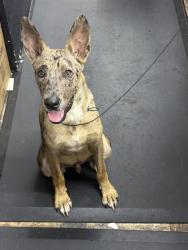 Found/Stray Male Dog last seen Logan and 45st, San Diego, CA 92113
