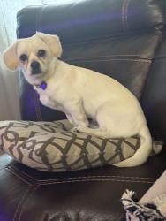 Reunited Female Dog last seen Karat and Deere flt Road, Kuna, ID 83634