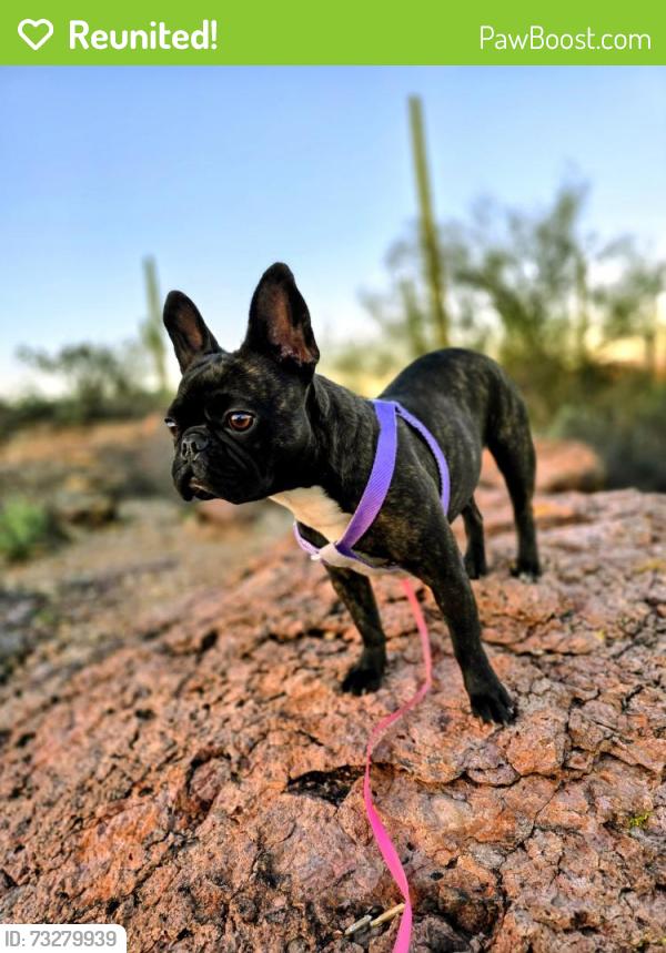 Reunited Female Dog last seen Irvington & Jamaica (near manzanita park), Tucson, AZ 85746
