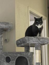 Reunited Female Cat last seen HighGrove apmts Everett, WA, Everett, WA 98204