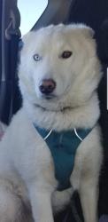 Reunited Female Dog last seen Coe Ave, Seaside, CA 93955