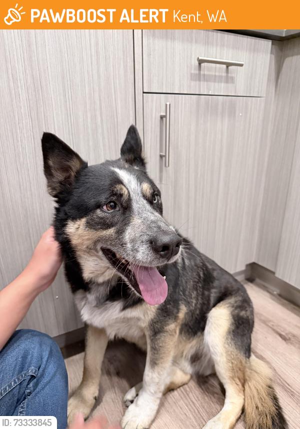 Found/Stray Male Dog last seen apmt Midtown 64, Kent WA, Kent, WA 98032