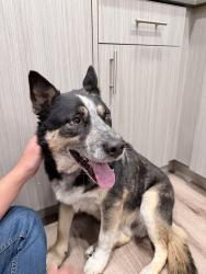 Found/Stray Male Dog last seen apmt Midtown 64, Kent WA, Kent, WA 98032
