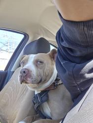 Lost Male Dog last seen Near etiwand, Los Angeles, CA 91335