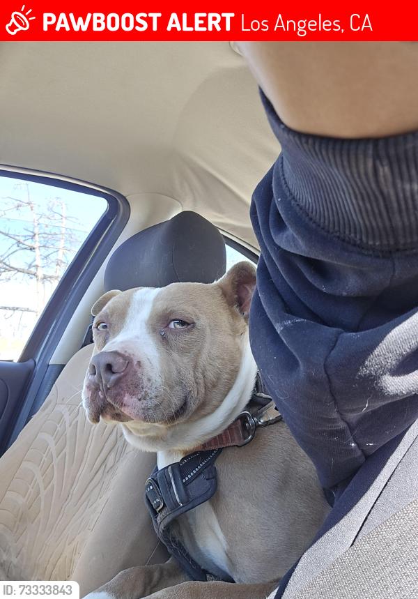 Lost Male Dog last seen Near etiwand, Los Angeles, CA 91335