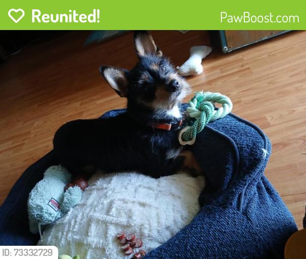 Reunited Male Dog last seen Ran across the bridge near Old Loyall, Loyall,KY, Loyall, KY 40806