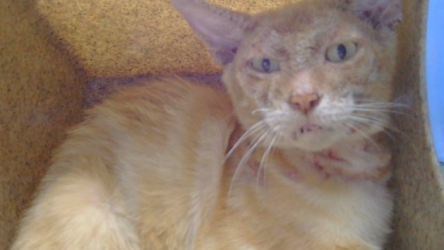 Shelter Stray Unknown Cat last seen , 216 W Victoria St, Gardena, CA 90248, USA