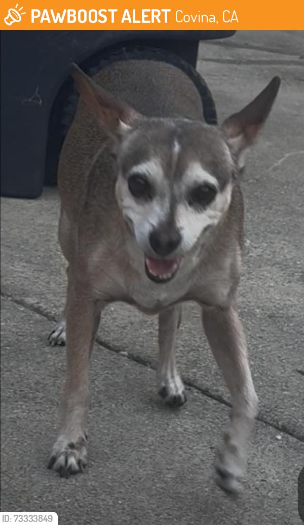 Found/Stray Male Dog last seen Bender Ave. and Calora St., Covina, CA 91723