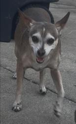 Found/Stray Male Dog last seen Bender Ave. and Calora St., Covina, CA 91723