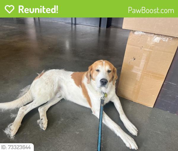 Reunited Male Dog last seen Found in front of The Channel, 950 Maine Ave SW, Washington, DC 20024