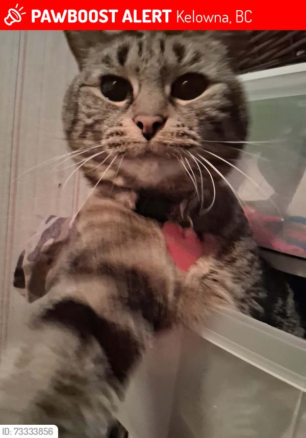 Lost Female Cat last seen Mail rd sexsmith rd, Kelowna, BC 