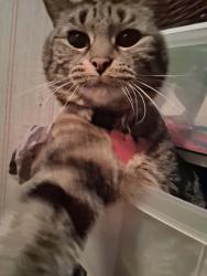 Lost Female Cat last seen Mail rd sexsmith rd, Kelowna, BC 