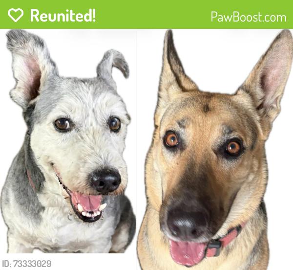 Reunited Unknown Dog last seen Lincoln St & State College Blvd, Anaheim, CA 92815