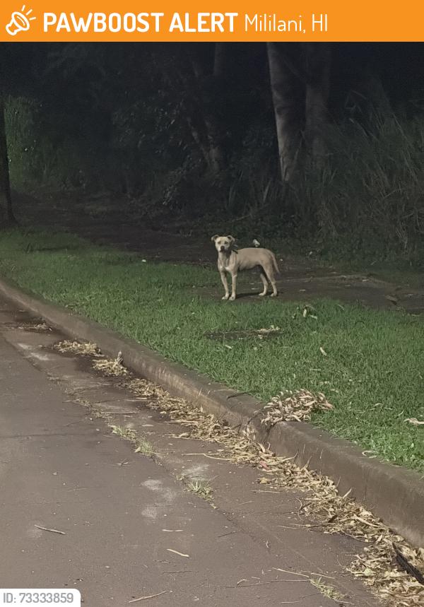 Found/Stray Unknown Dog last seen Across the street of the PODS Moving & Storage, by the lot with the cars, Mililani, HI 96789