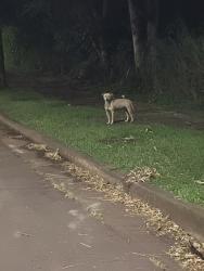 Found/Stray Unknown Dog last seen Across the street of the PODS Moving & Storage, by the lot with the cars, Mililani, HI 96789