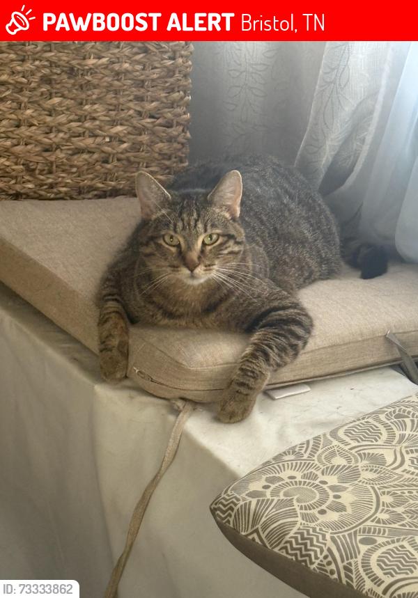 Lost Female Cat last seen Anderson and broad, Bristol, TN 37620