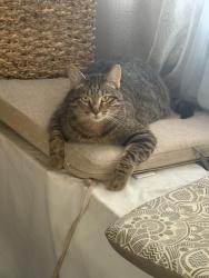 Lost Female Cat last seen Anderson and broad, Bristol, TN 37620
