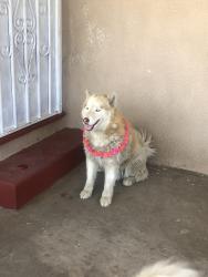 Lost Male Dog last seen Pacific and Del Rosa Ave, San Bernardino, CA 92404