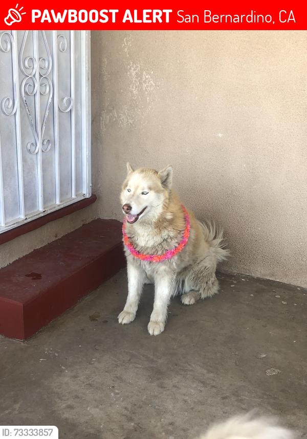 Lost Male Dog last seen Pacific and Del Rosa Ave, San Bernardino, CA 92404