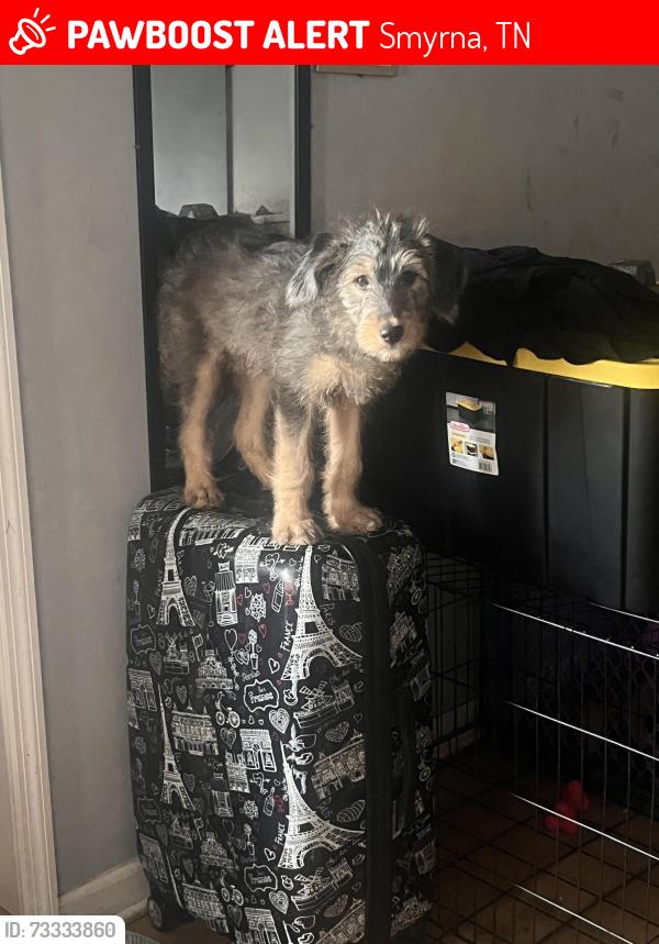 Lost Female Dog last seen She got out while I was gone, there’s a fence in our backyard and there’s a hole I knew nothing about, Smyrna, TN 37167
