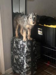 Lost Female Dog last seen She got out while I was gone, there’s a fence in our backyard and there’s a hole I knew nothing about, Smyrna, TN 37167