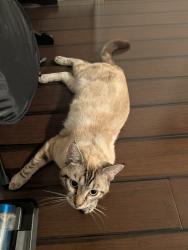 Reunited Male Cat last seen Near 45th AVE SE Everett WA 98208, Everett, WA 98208