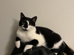 Lost Female Cat last seen Near maple terrace, Edmonton, AB T6P 1H6