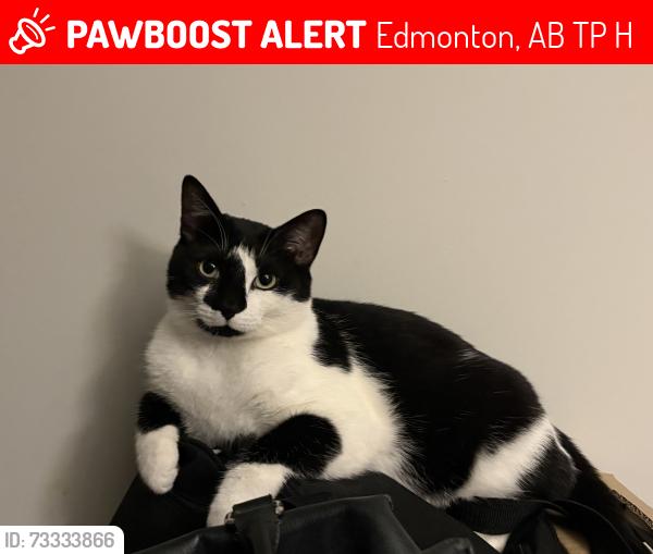 Lost Female Cat last seen Near maple terrace, Edmonton, AB T6P 1H6