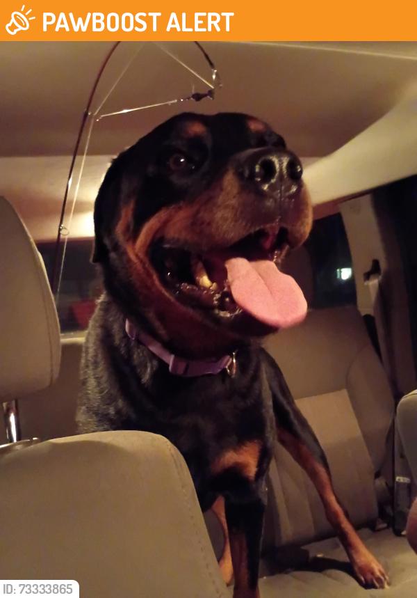 Found/Stray Male Dog last seen Route 215 and route 5 East Springfield PA, Fairview Township, PA 16415
