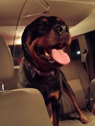 Found/Stray Male Dog last seen Route 215 and route 5 East Springfield PA, Fairview Township, PA 16415