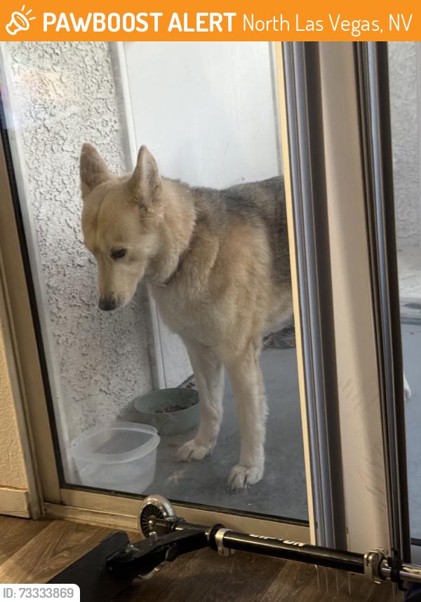 Found/Stray Unknown Dog last seen Las vegas blvd and bruce, North Las Vegas, NV 89030