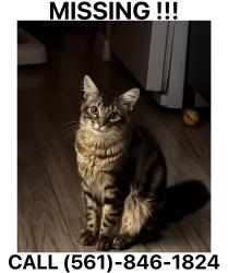 Lost Male Cat last seen Skees rd, West Palm Beach, FL 33411