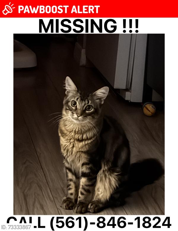 Lost Male Cat last seen Skees rd, West Palm Beach, FL 33411
