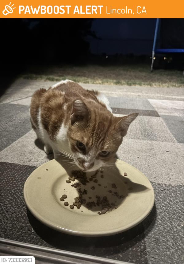 Found/Stray Unknown Cat last seen Joiner Parkway, Lincoln, CA 95648